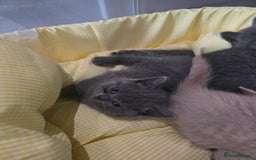 British Shorthair cats for sale: A charming kitten will be available in December. - Image 3