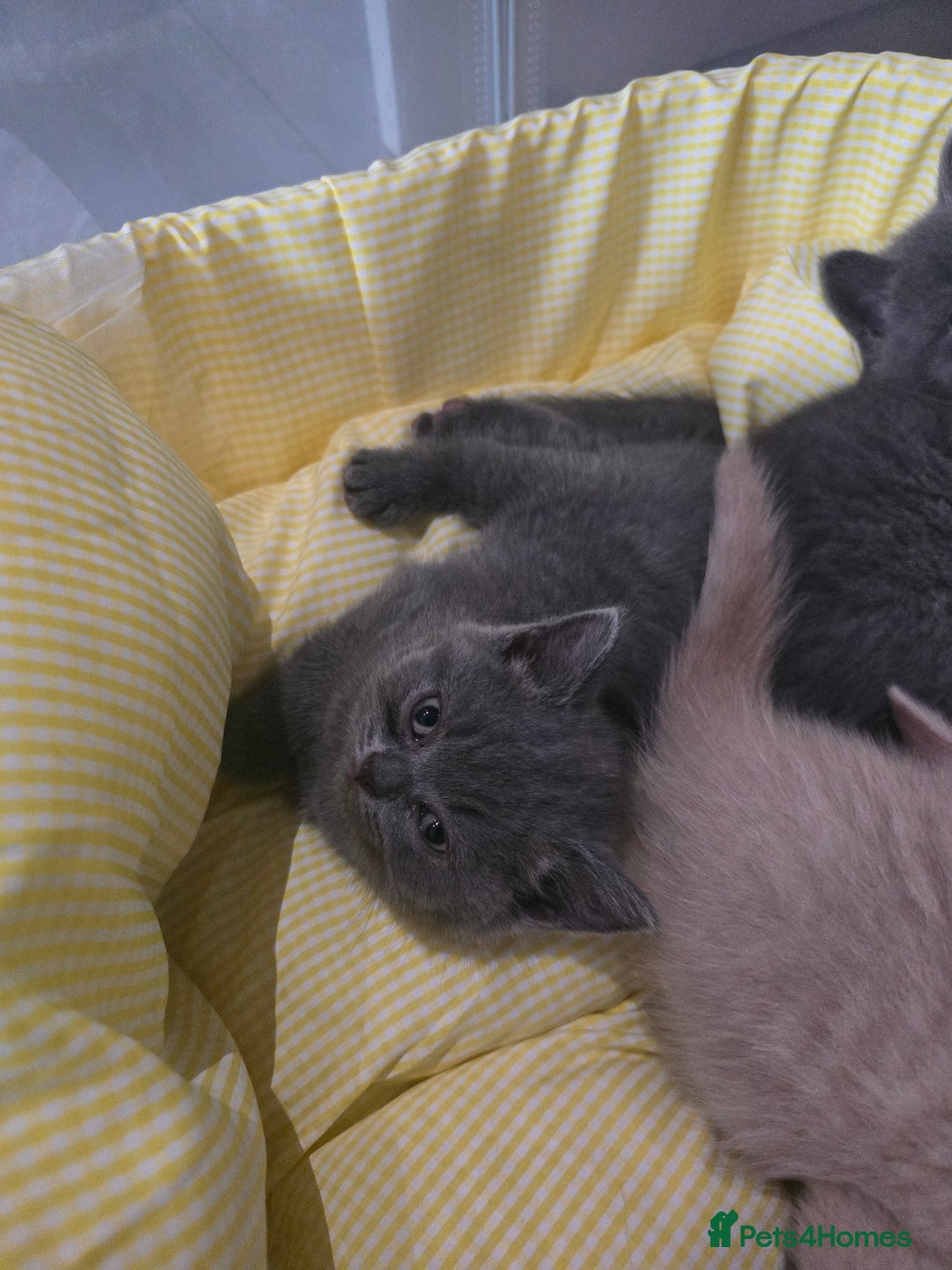 British Shorthair cats for sale: A charming kitten will be available in December. - Image 3