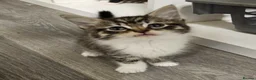 Mixed Breed cats for sale: Beautiful kittens  - Advert 4