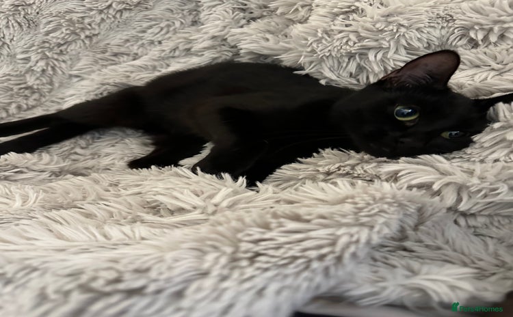 Mixed Breed cats - Advert 14