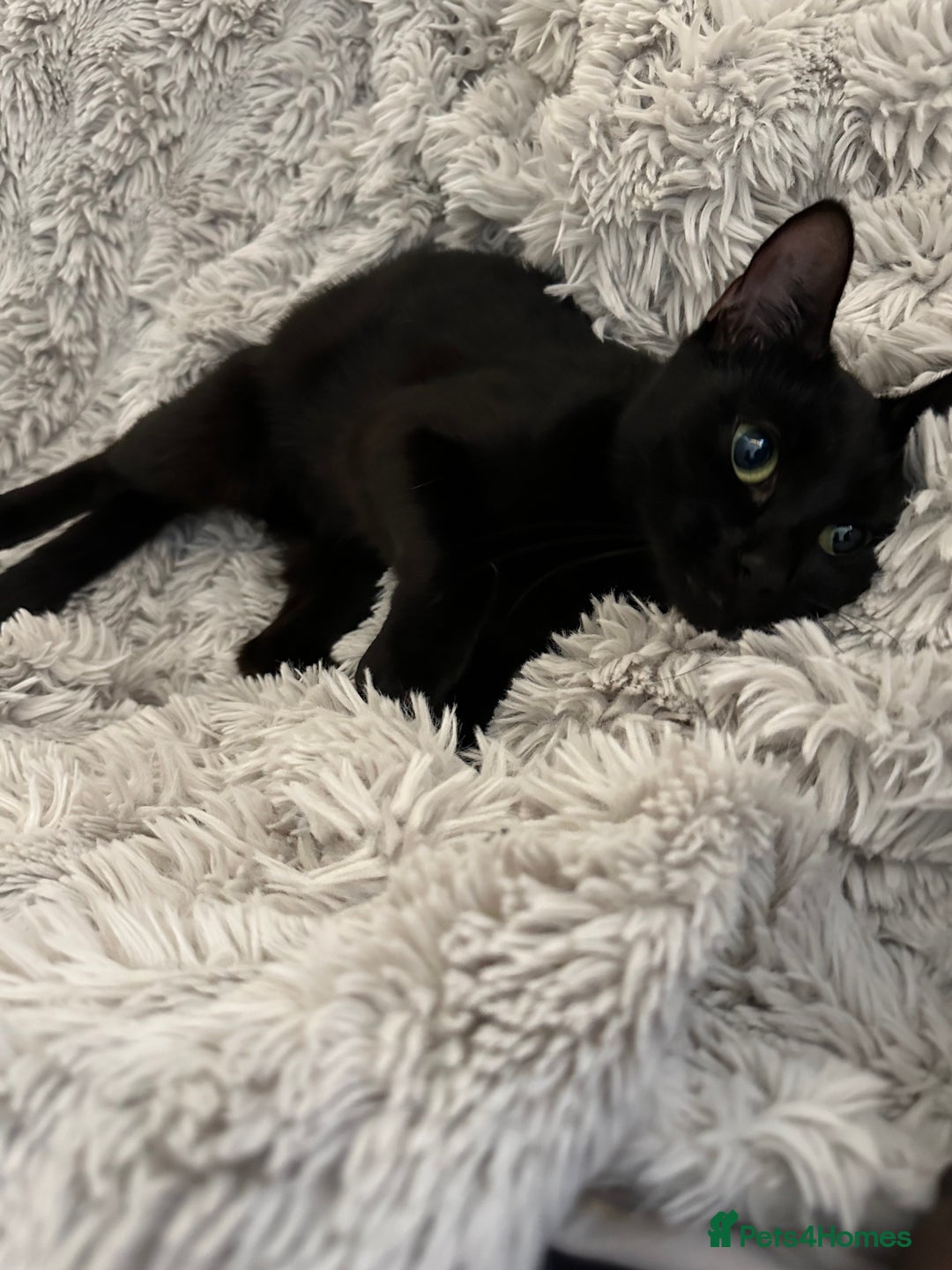 Mixed Breed cats for sale: Small female black cat  - Image 1