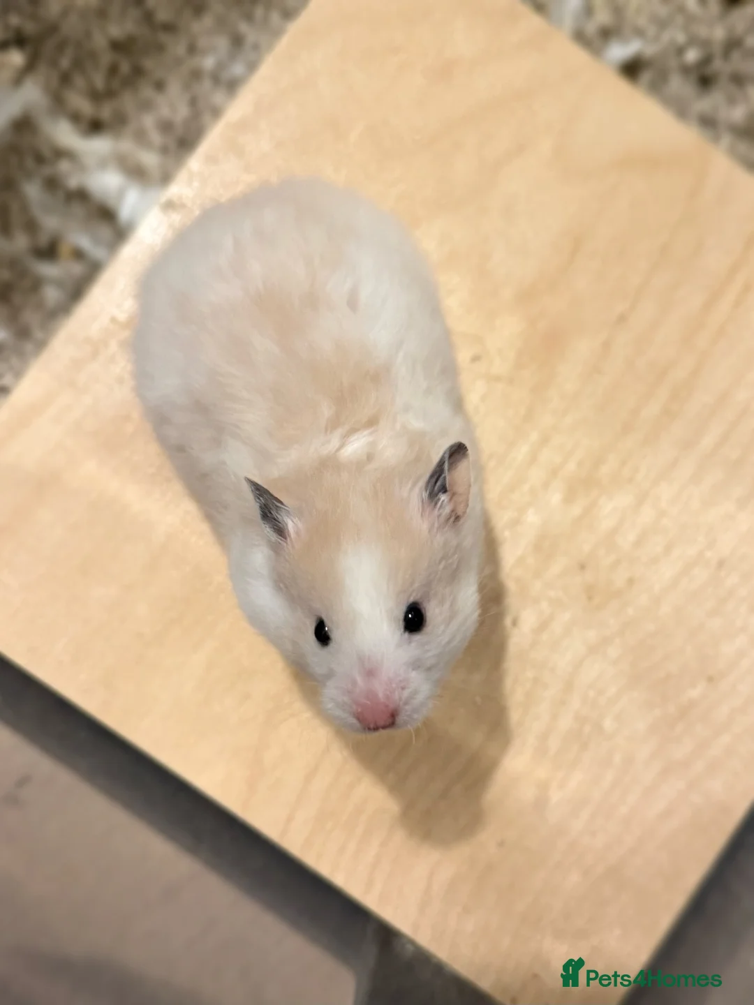 Hamster rodents for sale: Adorable long haired Syrian  - Advert 2
