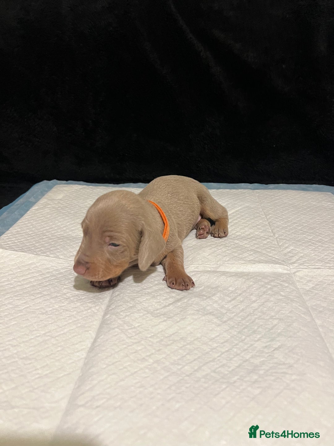 Dachshund dogs for sale:    🌈 Stunning Dachshund puppies 🌈  - Image 8
