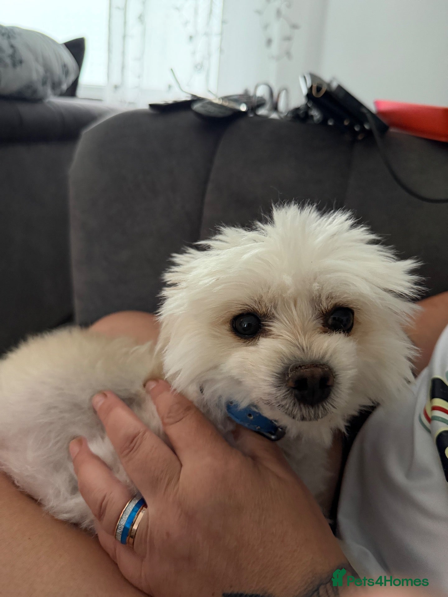 Maltipom dogs Multipom mojos for sale - Advert 10