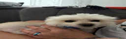 Maltipom dogs for sale: Multipom mojos for sale - Advert 1