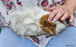 Guinea Pig rodents for sale: Dad and 2 sons - Image 4