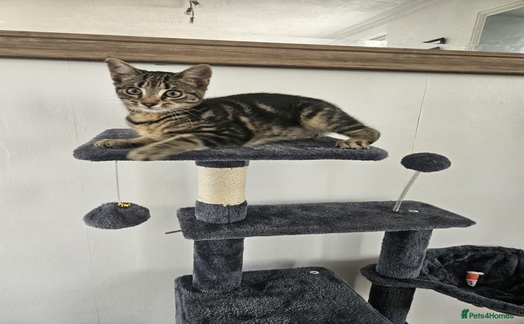 Mixed Breed cats - Advert 5