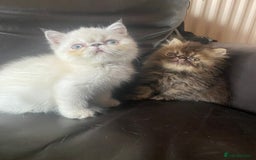 Exotic cats for sale: GCCF REG PKD FREE PEDIGREE EXOTICS - Image 7
