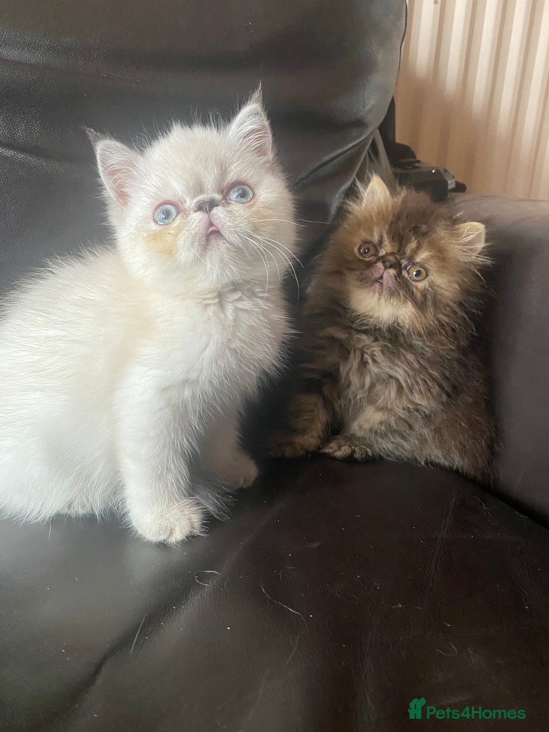 Exotic cats for sale: GCCF REG PKD FREE PEDIGREE EXOTICS - Image 7