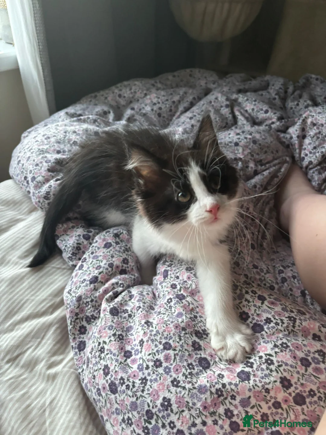 Maine Coon cats for sale: Full Maine coon female  - Advert 3