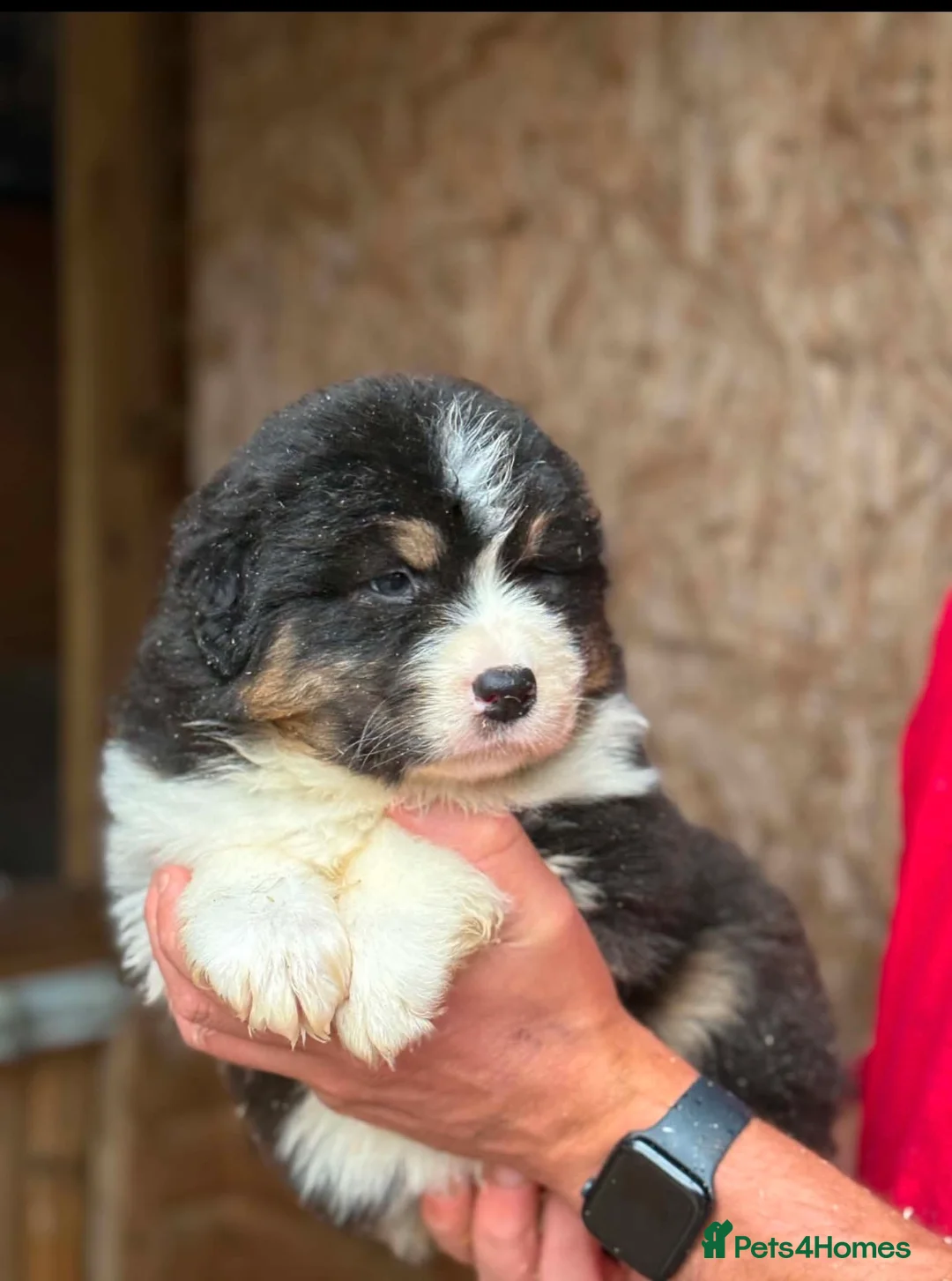 Australian Shepherd dogs for sale: Australian shepherd Black Tri Puppy Female - Advert 1
