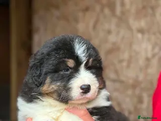 Australian Shepherd dogs Australian shepherd Black Tri Puppy Female - Advert 2