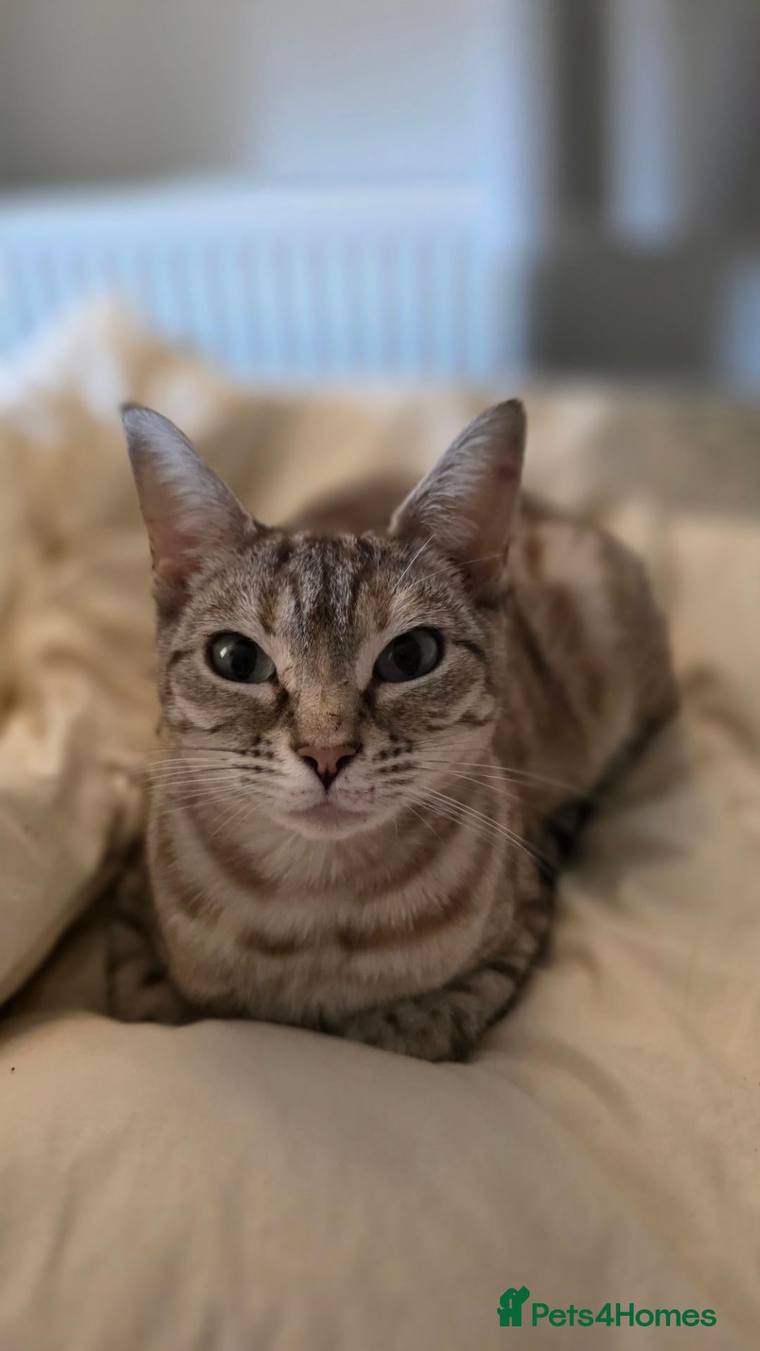 Bengal cats 4 Beautiful Bengal Kittens for Sale - Advert 4