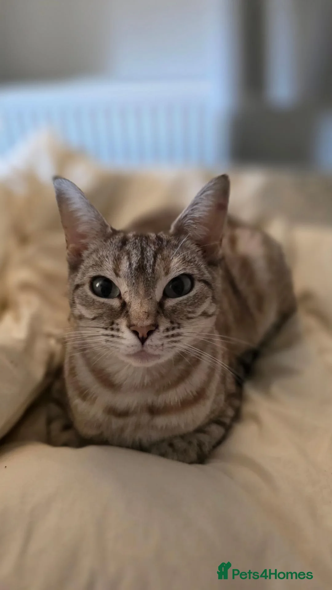 Bengal cats for sale: 4 Beautiful Bengal Kittens for Sale - Advert 1