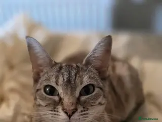 Bengal cats 4 Beautiful Bengal Kittens for Sale - Advert 4