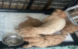 Toy Poodle dogs for sale: Toy poodle girls - Image 9