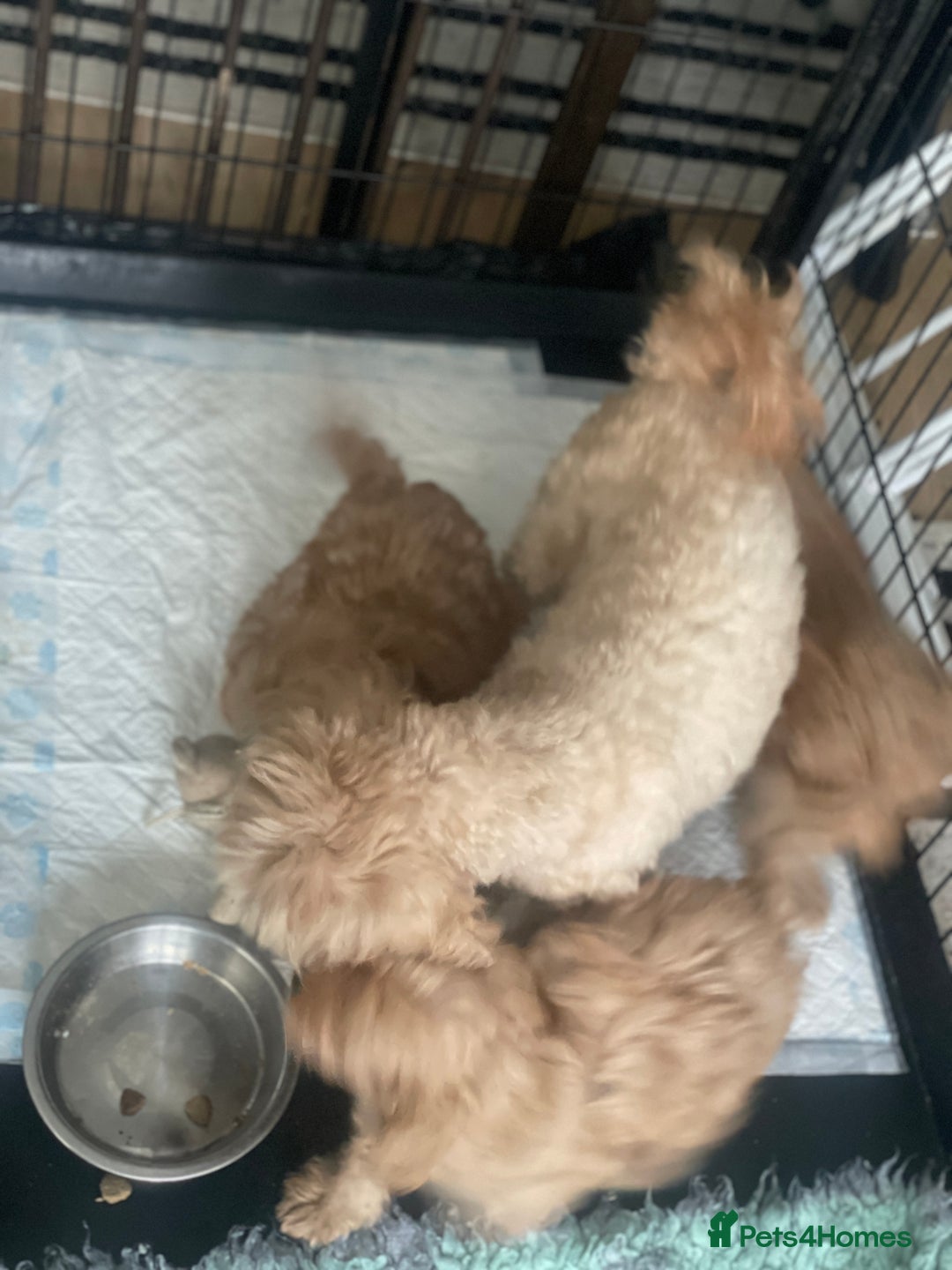 Toy Poodle dogs for sale: Toy poodle girls - Image 9