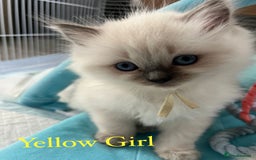 Ragdoll cats for sale: Beautiful Chunky Ragdoll Kittens For Sale - Image 20