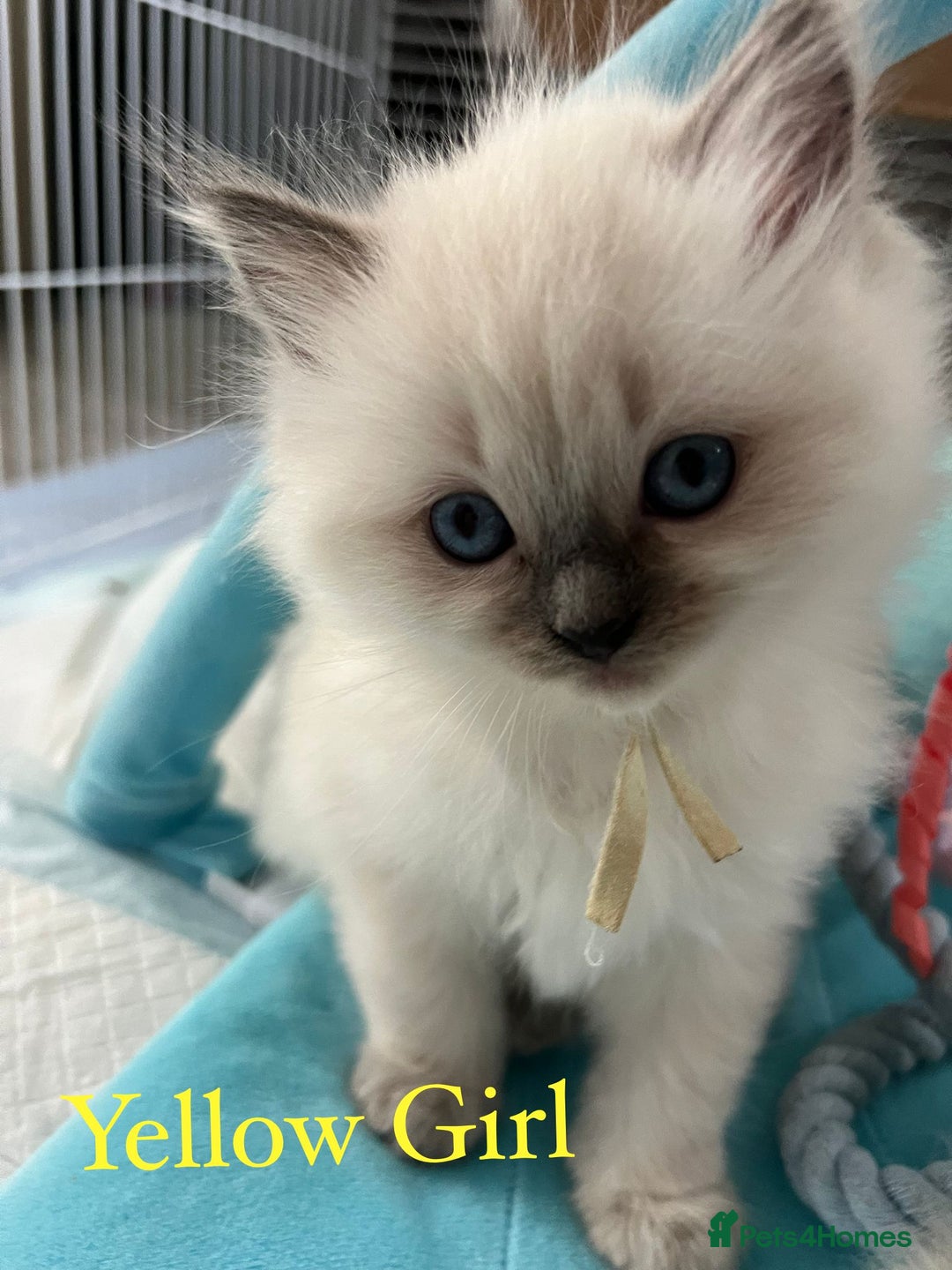 Ragdoll cats for sale: Beautiful Chunky Ragdoll Kittens For Sale - Image 20