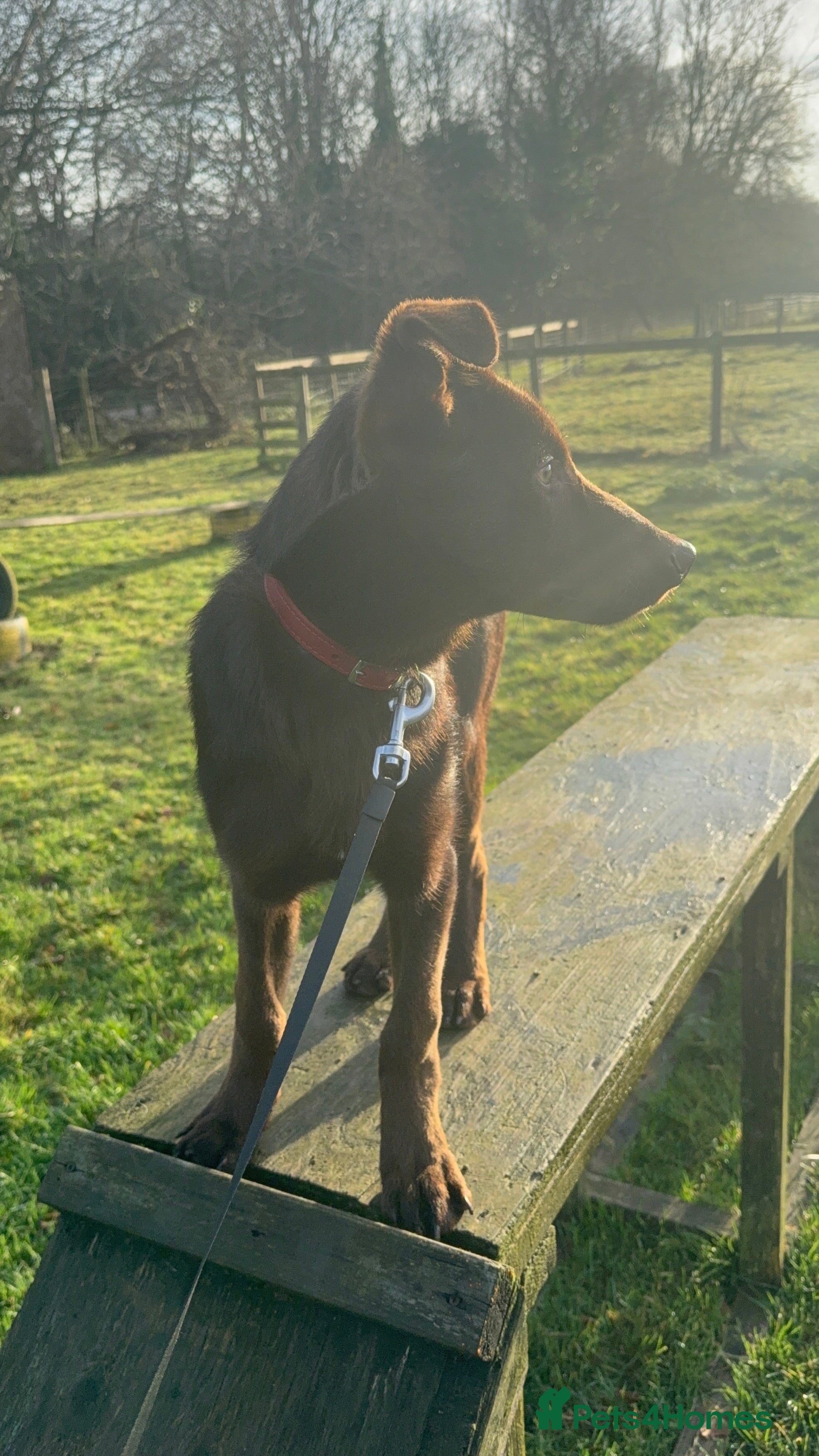 German Shepherd dogs Liver & Tan GSD Male - 20 weeks - Trained   - Advert 1