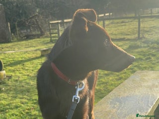 German Shepherd dogs Liver & Tan GSD Male - 20 weeks - Trained - Advert 1