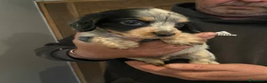 Cocker Spaniel 1