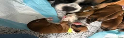 Boxer dogs for sale: Beautiful Boxer Puppies - Advert 11