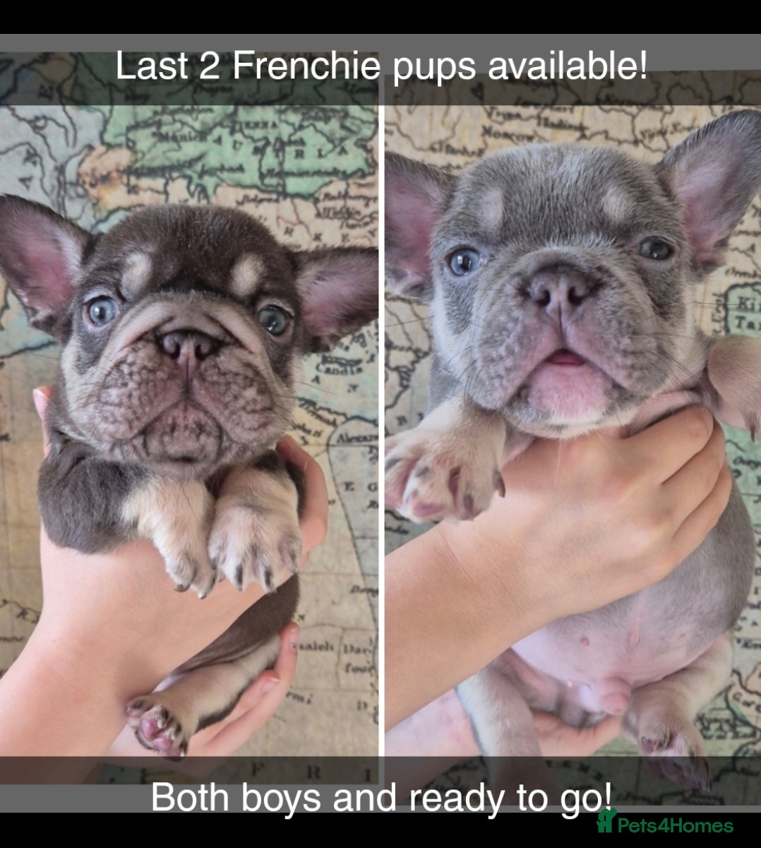 French Bulldog dogs Last 2 Beautiful Frenchie Pups - Advert 12