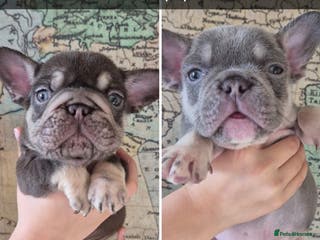 French Bulldog dogs Last 2 Beautiful Frenchie Pups - Advert 12