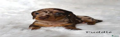 Miniature Dachshund 1
