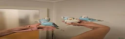 Budgerigars birds for sale: Handreared, semitamed, tamed budgies  - Advert 5