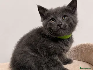 Mixed Breed cats for sale: Maine coon x Ragdoll/Bengal kittens - Advert 1