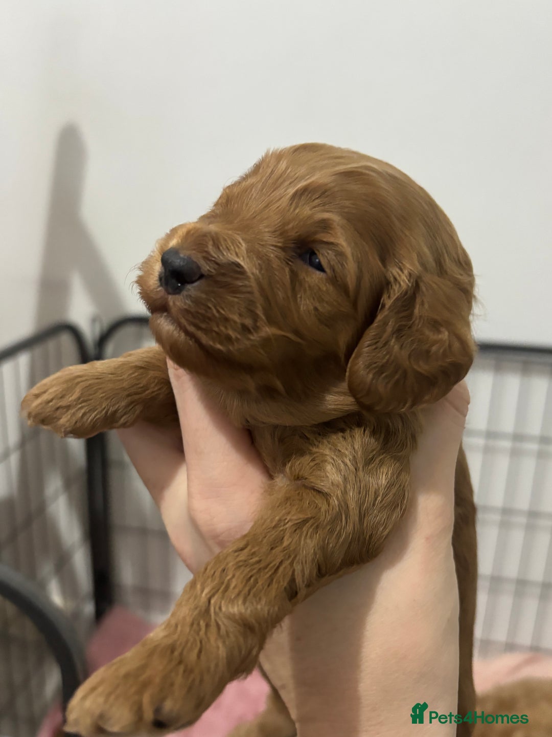 Cockapoo dogs for sale: Red cockapoo pups 😍 3 weeks old almost  - Advert 15