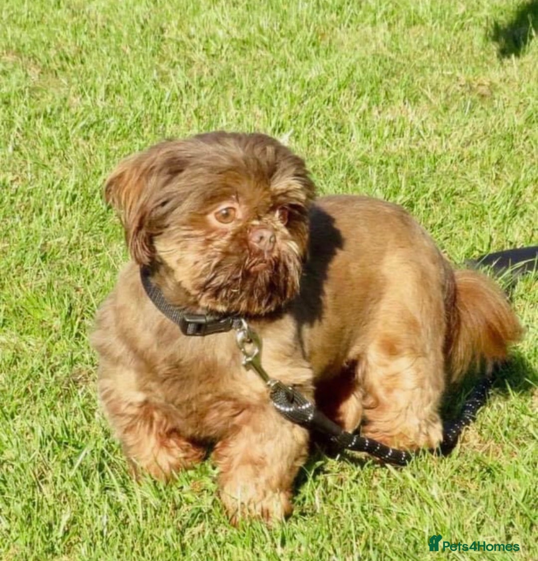 Shih Tzu dogs for sale: KC Reg Imperial Shih Tzu Puppies –  **  Ready - Advert 9