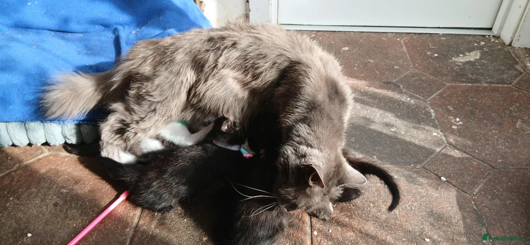 Mixed Breed cats for sale: 6 kitties looking for new forever homes - Advert 18