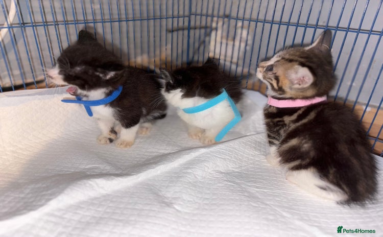 Mixed Breed cats - Advert 1