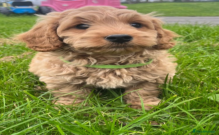Cavapoochon dogs - Advert 2