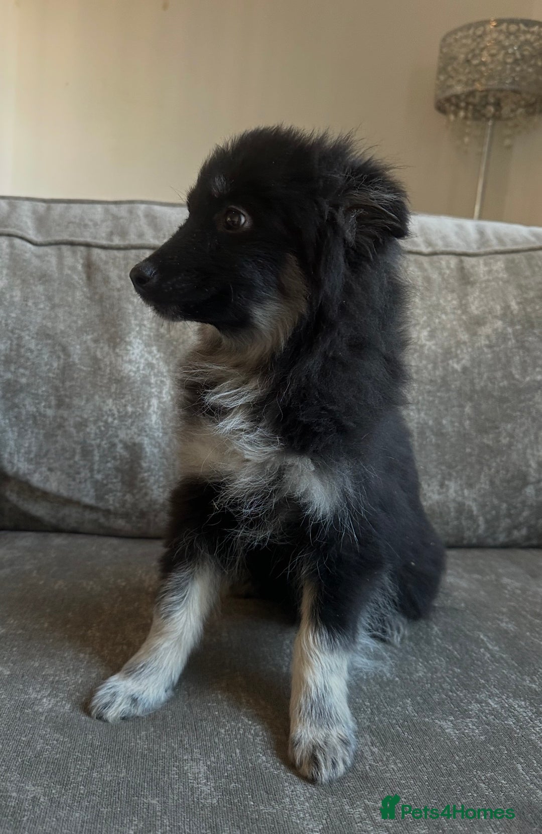 Pomsky dogs for sale: Beautiful pomsky boy - Advert 1
