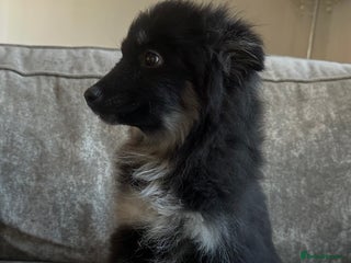 Pomsky dogs Beautiful pomsky boy - Advert 4