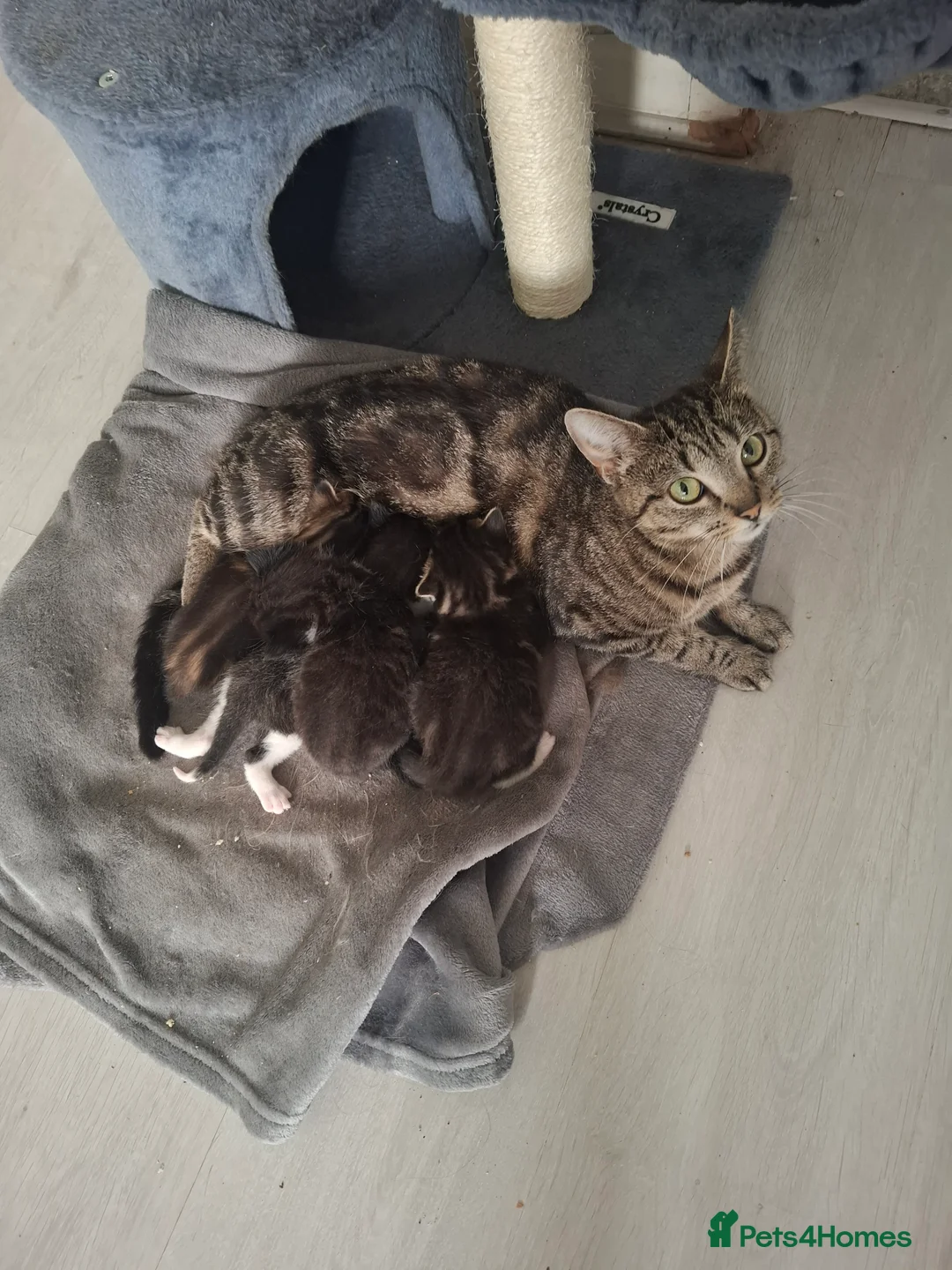 Domestic Shorthair cats for sale: Kittens  - Advert 2