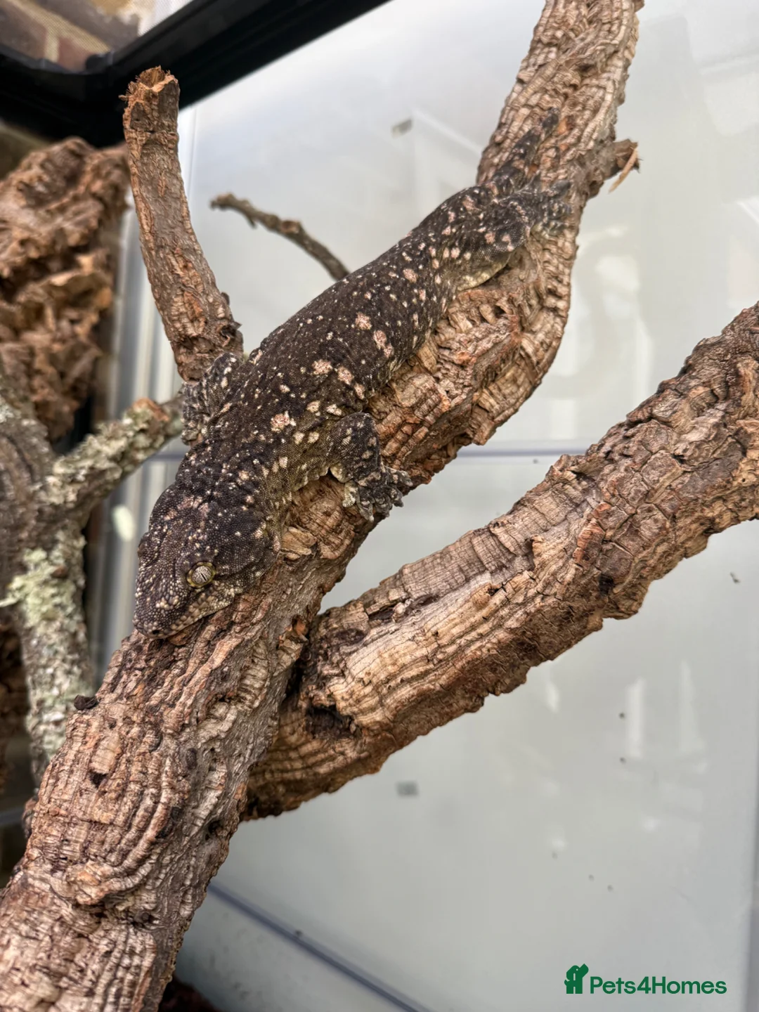 Gecko reptiles for sale: 2 x Leachianus and Bearded Dragon for sale  - Advert 1