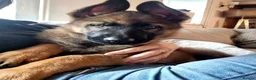 German Shepherd dogs for sale: Working-Line German Shepherd Bitch – 24 Weeks in Blackwood - Advert 7