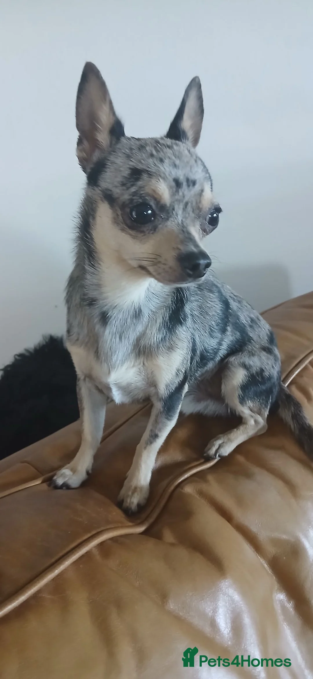 Chihuahua dogs for stud: chuhiahia stud in Ongar - Advert 7