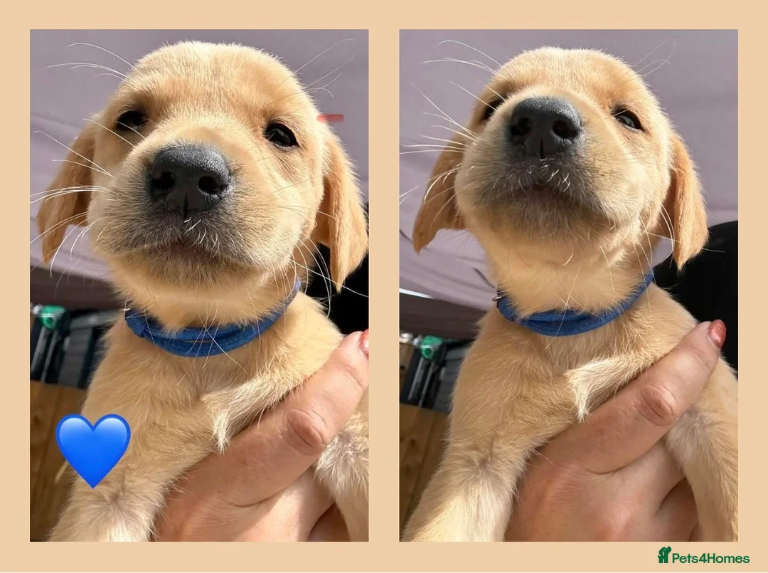 Labrador Retriever dogs for sale: KC Registered Fox Red Labradors  - Advert 24