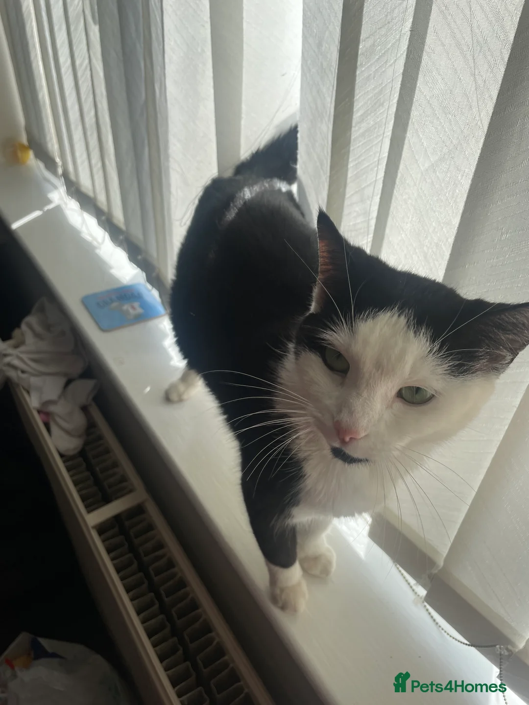 British Longhair cats for sale: Kittens in Llandudno - Advert 1