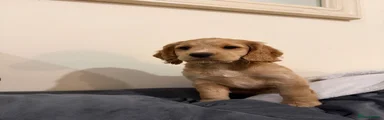 Cocker Spaniel 1