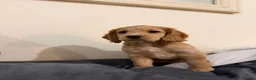 Cocker Spaniel dogs for sale: PEANUT 🥜  - Advert 4