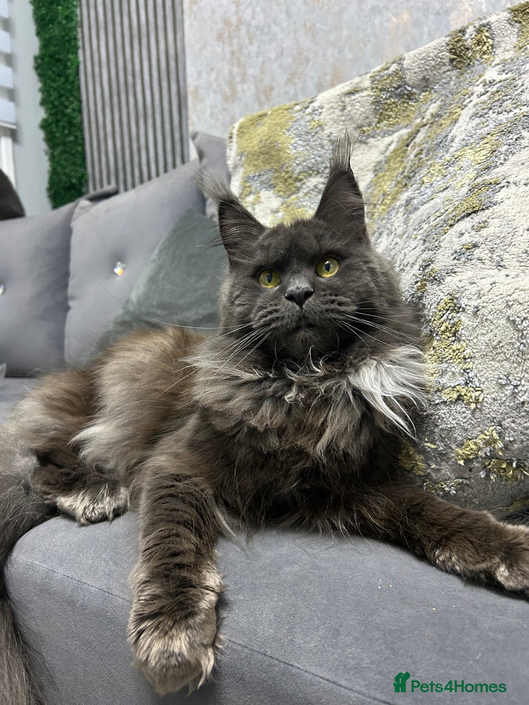 Maine Coon cats for sale: Maine Coon - Advert 2