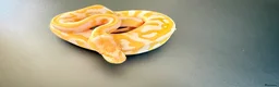 Python Snake reptiles for sale: 1.0 Leo Candy 66% het Pied  - Advert 6