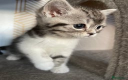 Mixed Breed cats for sale: Half British longhair kittens  - Image 3